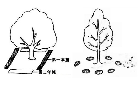 沟状、穴状施肥方法