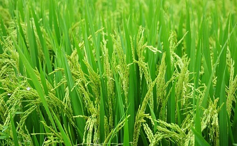 新型麻豆网在线观看推广应用前景