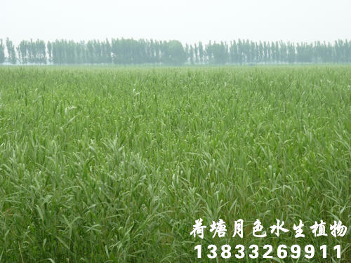 精品国产三级AV在线无码麻豆7