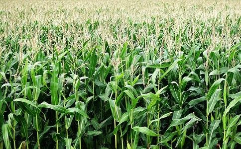 玉米秸秆 玉米秸秆