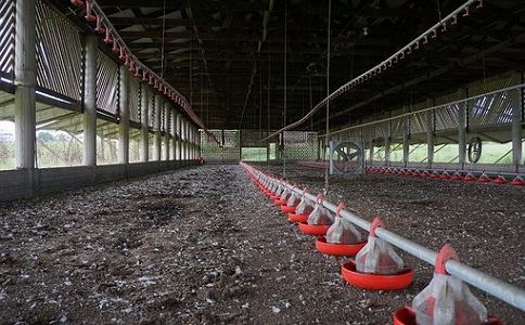 畜禽粪便 畜禽粪便